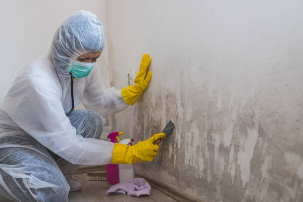 Mold Removal and Inspection in Catlettsburg, KY