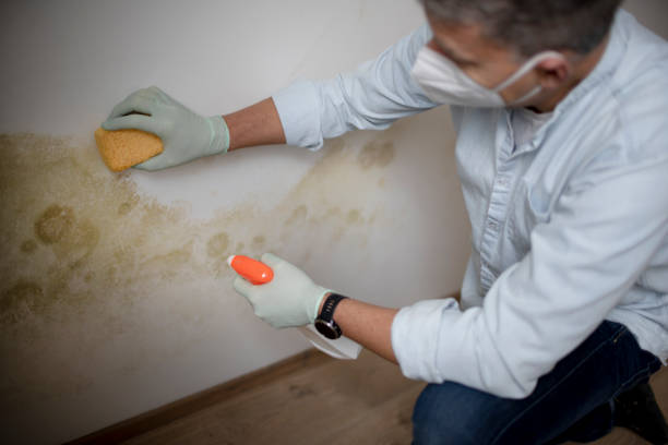 Best Attic Mold Removal  in Catlettsburg, KY