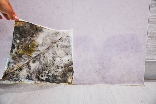 Best Affordable Mold Removal  in Catlettsburg, KY